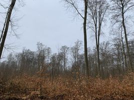 Neues aus dem Wald